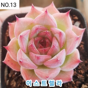 다육식물- 희귀 다육 100가지 모아보기, [NO. 13] 5.5cm 포트, 1개