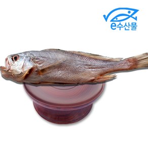 마산어시장 반건조 제수용 침조기 대34cm 제사용 침조기 긴가이석태 황민어 굴비 제사생선, 침조기중대37cm, 1개