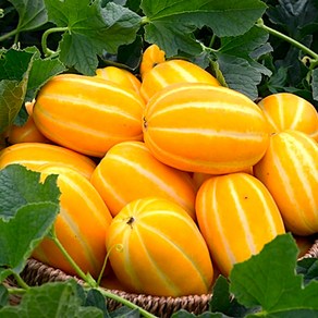 달달한이웃 산지직송 제철 꼬마 참외, 1박스, 2.5kg 꼬마소과