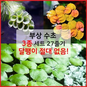 [착한수초] 부상 수초 3종 세트 27줄기 달팽이 없는 수초 어항 키우기 쉬운 초보수초 구피 새우 치어 베타 은신처