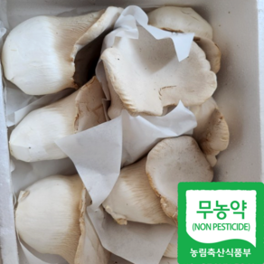 [산지직송 무농약] 못난이 설원버섯 황제버섯 1kg 2kg 사이즈 랜덤, 1개, 못난이 설원버섯1kg