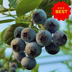 [산지직송] 무농약 국산 생블루베리 생과, 1개, 250g (왕특)