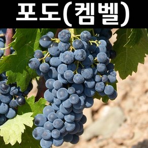 포도나무 묘목 (켐벨) T자형 결실주(소) 1개