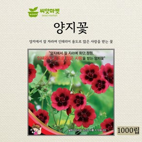 세계종묘 양지꽃 다년생 씨앗 1000립, 1개