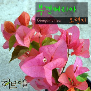 [허브여울] 부겐베리아 주황/오렌지 (Bougainvillea) 지름 15cm 중품화분, 1개, 상세페이지 참조