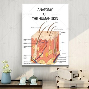 노 브랜드 교육 해부학 인간 피부 대학 의료 예술 포스터 홈 벽 장식, no fame
