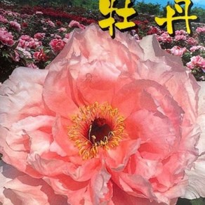 일본고급목단(길야천) [접목3년생/2-3지] [ 우림원예종묘 ] [ 우림원예가든센터 ], 1개, 분홍색