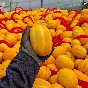 [도매시장납품] 초특가 최고당도 성주 꿀참외 못난이, 1박스, 10kg (혼합과)