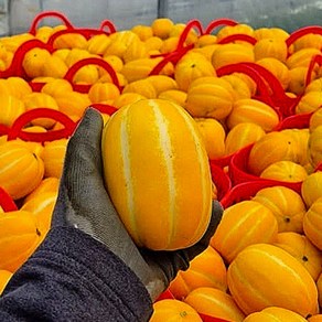 [도매시장납품] 초특가 최고당도 성주 꿀참외 못난이, 1박스, 5kg (혼합과)