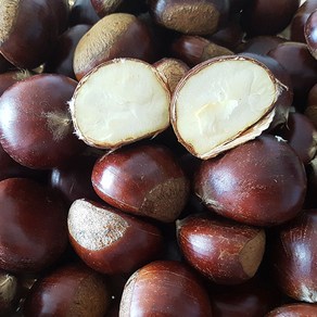 [산지직송] 밤 중 가장 맛있는 밤! 24년 햇 공주 옥광밤 대 2kg, 1개