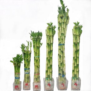 트리앤 개운죽50cm (10ea) 1개