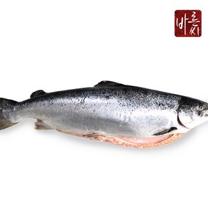[HACCP인증]바른씨 노르웨이 생연어 한마리 (원물 6-7kg), 4kg(필렛 손질), 1개