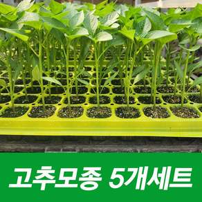 모종왕도매 소울라인 고추모종 5개세트, 1개, 고추(순한칼탄)5개