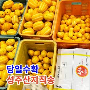 [달디상회] 산지직송 성주참외 가정용 못난이 초고당도 당일수확, 1박스, 못난이 혼합과 5kg