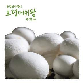 [보령머쉬팜]양송이버섯 특품 500g 직접재배, 1팩, 양송이500g