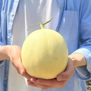 초고당도 천안 수신메론 홈런스타 멜론, 1박스, 2kg(특대과 2-3수)