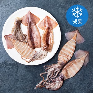 오징어 5미 (냉동), 800g, 1개