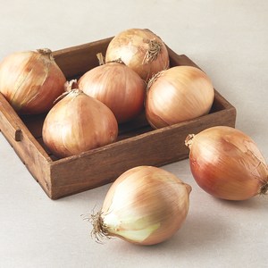 국내산 양파(햇), 3kg (특대), 1개