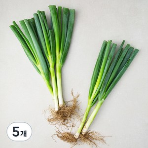 흙대파, 750g, 5개