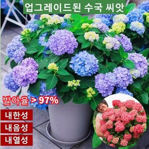 업그레이드된 수국 씨앗 가지가 많고 개화기간이 길며 꽃을 피면 즐겁게 감상할 수 있습니다 50 개/봉지, 수국 씨앗/50정, 2, 1개