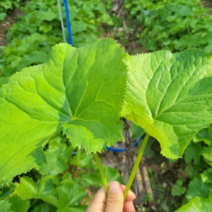 [진품] 최상급 햇 곰취 나물, 1kg, 1개