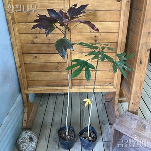 황칠나무 금강원예, 5년생(80~100cm), 1개