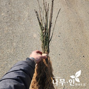 [나무인] 화살나무묘목 20개