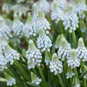 무스카리(Muscari )추식 구근 마논(1set-5구) 금강원예, 1세트