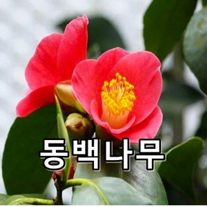 동백나무 묘목 키50cm, 1개