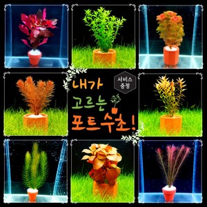 [미초 신상품 리뉴얼] 내가 고르는 포트수초! + 3개이상구매시서비스 증정 / 초보자용 어항 수초 / 수초 세트 / 구피 수초, 큰 포트, 03. 하이그로필라 로잔네르비스, 1개