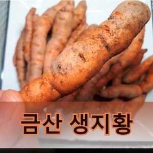 국내산 햇 생지황 (금산직거래) 1kg, 1개