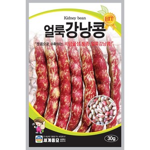 [모종심는아빠] 풋콩으로 수확하는 비덩굴성 토종 얼룩강낭콩 종자 30g, 1개