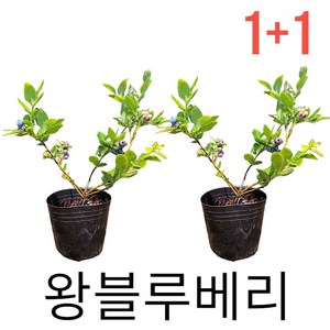 왕블루베리묘목 1+1 블루베리나무 키우기, 2개