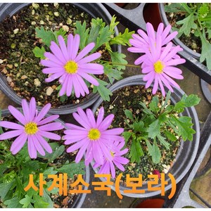 [비젼플라워] (야생화놀이터)--베란다월동-사계국화(사계소국)보라-소품, 1개, 00