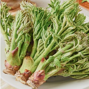 [하루50박스만] 당일수확 끝판왕품종 국내자연산 땅두릅, 1박스, 1kg