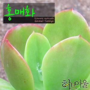 허브여울다육 홍매화 지름 9cm 소품 다육화분, 3개