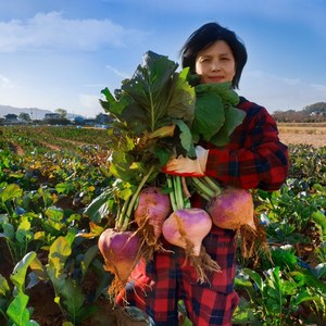 순무 강화도 연미농장 꿀순무, 1박스, 10kg