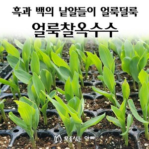 [모종심는아빠] 흑과 백의 낱알들이 얼룩덜룩 얼룩찰옥수수 모종, 3개, 모종포트