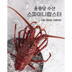 용왕당 수산 직수입 항공 배송 활 크레이피쉬 호주 스파이니 랍스터 900 ~ 1.kg 이세에비 닭새우 [원산지:호주], ★스파이니 랍스터 1.4kg★, 1개