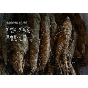 산더덕 자연산더덕 야생더덕 500g 1kg - 강원도 정선 높은산에서 채취, 1개