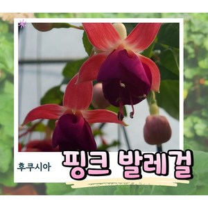 후쿠시아농장 꽃기획전추천/다크아이즈 레나돌튼 로켓파이어 밀레니엄 바이센테니얼 부두 브리트니 블루엔젤 사우스게이트 스윙타임 애나벨 워터님프 원스턴처칠 질리언안테나 풋스폴, 1개, 27번. 핑크발레걸