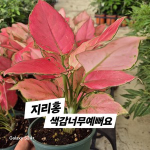 아글라오네마 지리홍20, 1개, 지리홍