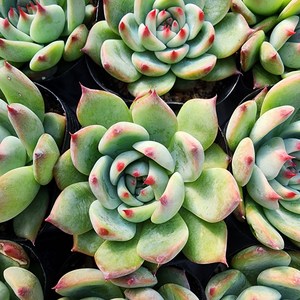 [해뜰다육] 도태랑(소) 다육식물 선인장, 1개
