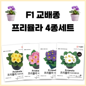 F1 교배종 프리뮬라 씨앗 4종세트 키작은 화분용 꽃씨 종자 씨 앵초, 1개