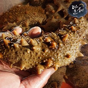 통영 자연산 해삼 1kg, 1개