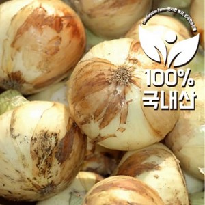 <컴팜> 햇양파 5kg 단품 (사이즈:대), 양파 5kg, 1개