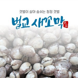 꼬막 전국최저가(노마진) 중+대 소량판매 청정갯벌 벌교꼬막 + 특품 산지직송, 1박스, 3kg(중+대)