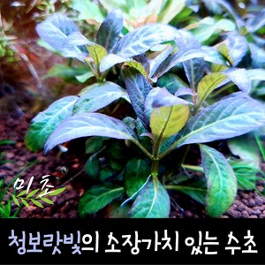[미초] 하이그로필라 sp. 퍼플 수초 1촉 & 2촉 / 유경 수초 / 레이아웃 / 어항 수초, 2개
