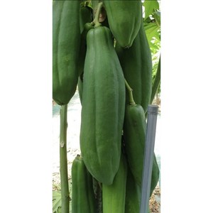 파파야 그린파파야 PAPAYA, 1개