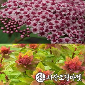 조팝나무 왜성 스파클링샴페인 4치포트 개화주 묘목 서산조경마켓, 1개